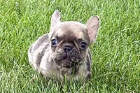 April, a female French Bulldog for sale in Sturgis, MI – 6 of 9