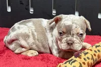 Lou, a male French Bulldog for sale in Sturgis, MI – 2 of 10