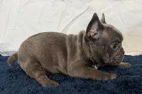 Fella, a male French Bulldog for sale in Sturgis, MI – 3 of 10
