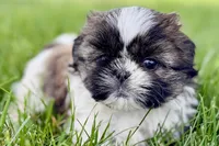 Violet, a female Shih Tzu for sale in Sturgis, MI – 2 of 10