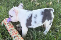 Ona , a female French Bulldog for sale in Sturgis, MI – 4 of 9