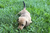 Mavey, a female Dachshund for sale in Sturgis, MI – 6 of 6