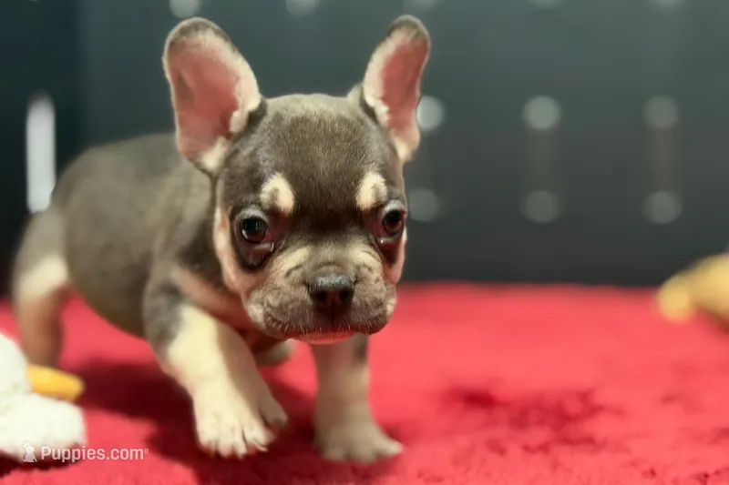 Dean – French Bulldog puppy for sale in Sturgis, MI