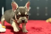 Dean, a male French Bulldog for sale in Sturgis, MI – 1 of 10