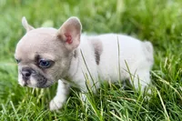 Juniper, a female French Bulldog for sale in Sturgis, MI – 9 of 9