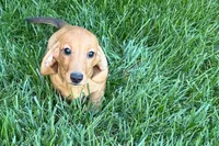 Mavey, a female Dachshund for sale in Sturgis, MI – 4 of 10