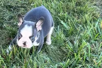 Clark, a male French Bulldog for sale in Sturgis, MI – 6 of 10