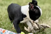 Noble, a female Boston Terrier for sale in Sturgis, MI – 4 of 9