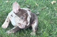 Albert, a  French Bulldog for sale in Sturgis, MI – 2 of 10