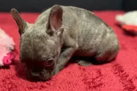 Dexter, a male French Bulldog for sale in Sturgis, MI – 2 of 10