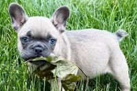 Knox, a male French Bulldog for sale in Sturgis, MI – 7 of 10