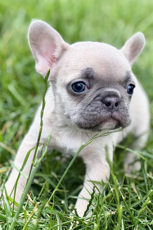 Jade – French Bulldog puppy for sale in Sturgis, MI