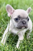 Jade, a female French Bulldog for sale in Sturgis, MI – 1 of 9