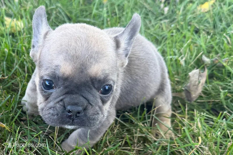 Nina – French Bulldog puppy for sale in Sturgis, MI