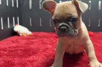 Yack, a  French Bulldog for sale in Sturgis, MI – 1 of 6