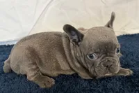 Fella, a male French Bulldog for sale in Sturgis, MI – 7 of 10