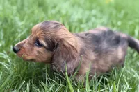 Pistol, a male Dachshund for sale in Sturgis, MI – Photo 8 of 9