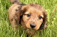 Pistol, a male Dachshund for sale in Sturgis, MI – Photo 2 of 9