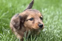 Pistol, a male Dachshund for sale in Sturgis, MI – Photo 6 of 9