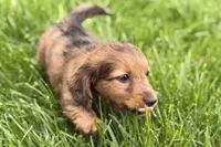 Pistol, a male Dachshund for sale in Sturgis, MI – Photo 9 of 9