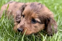 Pistol, a male Dachshund for sale in Sturgis, MI – Photo 7 of 9