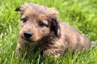 Pistol, a male Dachshund for sale in Sturgis, MI – Photo 5 of 9