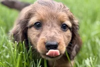 Pistol, a male Dachshund for sale in Sturgis, MI – Photo 1 of 9