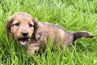 Pistol, a male Dachshund for sale in Sturgis, MI – Photo 4 of 9