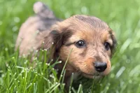 Pistol, a male Dachshund for sale in Sturgis, MI – Photo 3 of 9