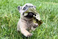 Knox, a male French Bulldog for sale in Sturgis, MI – 10 of 10