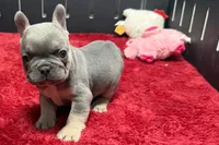 Willow, a female French Bulldog for sale in Sturgis, MI – 6 of 10