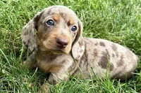 Waylon, a male Dachshund for sale in Sturgis, MI – 3 of 10