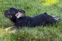 Tubby, a female French Bulldog for sale in Sturgis, MI – 3 of 9