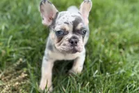 Koda, a male French Bulldog for sale in Sturgis, MI – 9 of 10