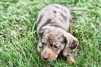 Waylon, a male Dachshund for sale in Sturgis, MI – 5 of 10