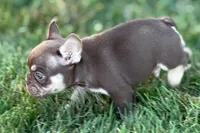 Akeem, a male French Bulldog for sale in Sturgis, MI – 8 of 10