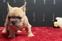 Wesley , a male French Bulldog for sale in Sturgis, MI – 7 of 9