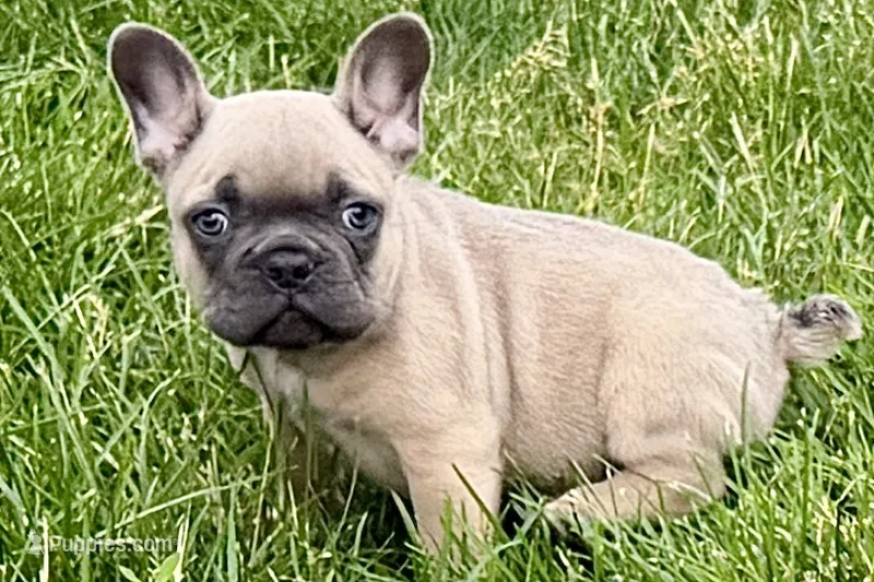 Knox – French Bulldog puppy for sale in Sturgis, MI
