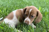 Martha , a female Dachshund for sale in Sturgis, MI – 4 of 6