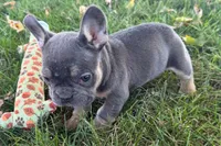 Noah, a male French Bulldog for sale in Sturgis, MI – 7 of 10