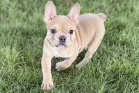 Flutter, a female French Bulldog for sale in Sturgis, MI – 3 of 10