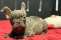 Dexter, a male French Bulldog for sale in Sturgis, MI – 10 of 10