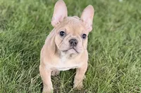 Flutter, a female French Bulldog for sale in Sturgis, MI – 6 of 10