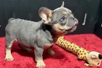 Nova, a female French Bulldog for sale in Sturgis, MI – 5 of 9