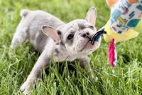 Tucker, a male French Bulldog for sale in Sturgis, MI – 4 of 10