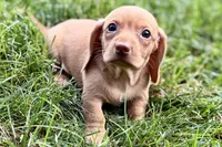Wilson, a male Dachshund for sale in Sturgis, MI – 9 of 10