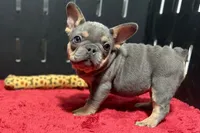 Nova, a female French Bulldog for sale in Sturgis, MI – 8 of 9