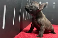 Dawn, a female French Bulldog for sale in Sturgis, MI – 5 of 9