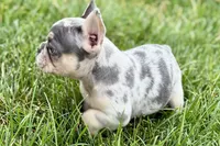 Koda, a male French Bulldog for sale in Sturgis, MI – 10 of 10
