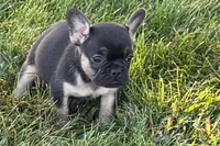Coco, a female French Bulldog for sale in Sturgis, MI – 2 of 9